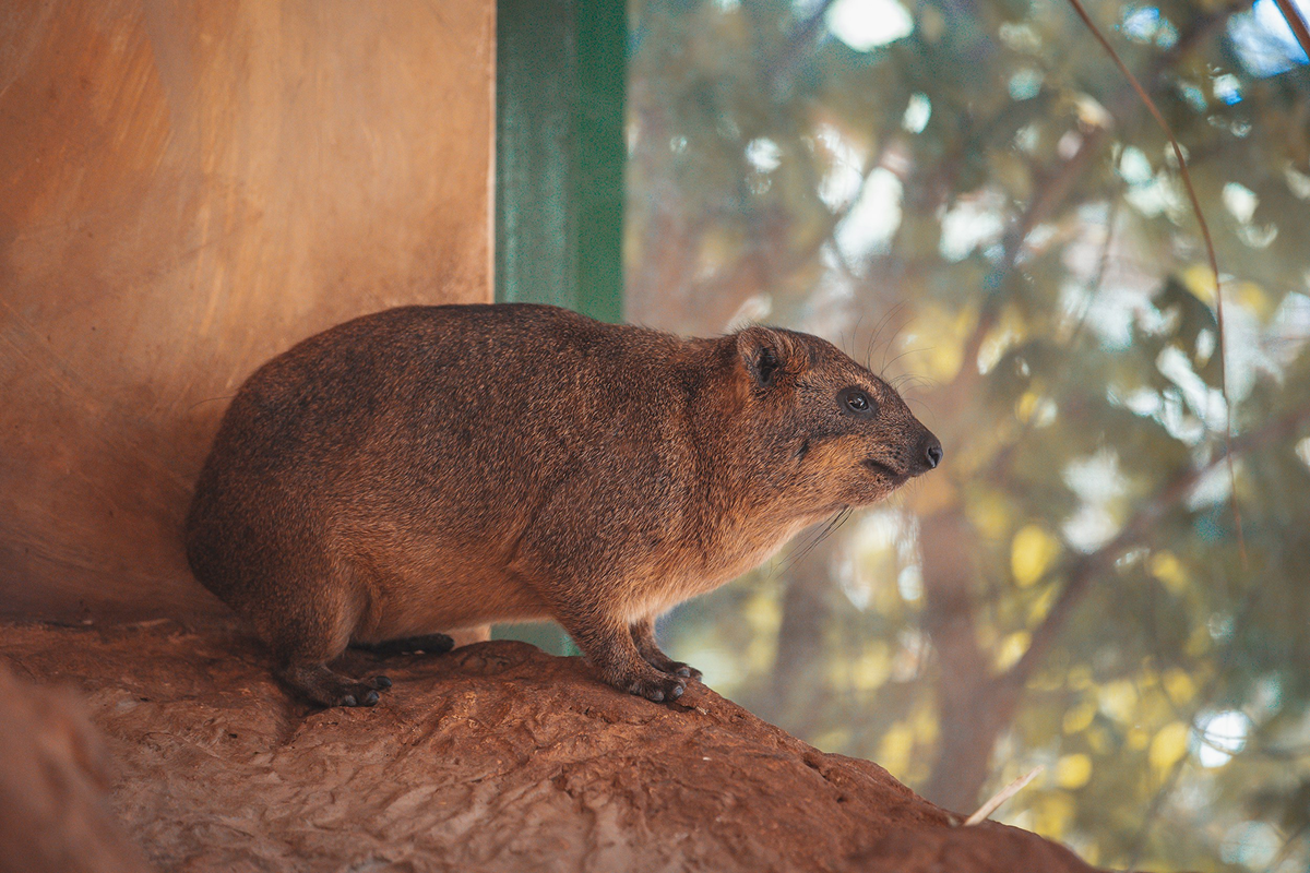 Degu
